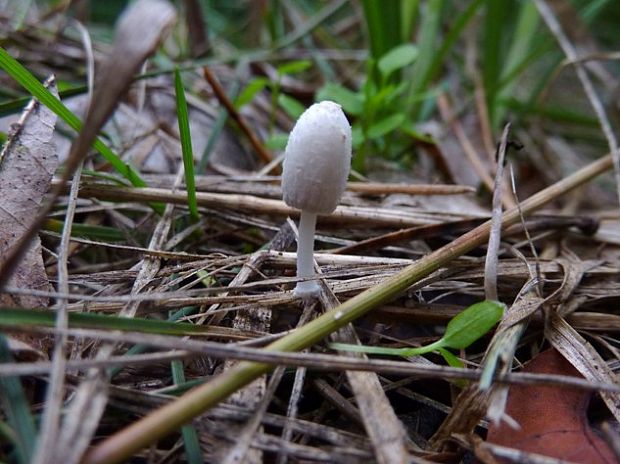 hnojník Coprinopsis phaeospora (P. Karst.) P. Karst.