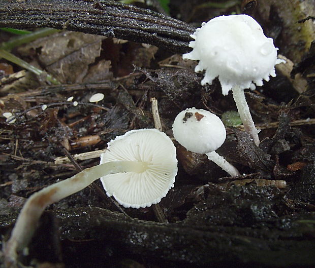 bedlička ligotavá Cystolepiota seminuda (Lasch) Bon