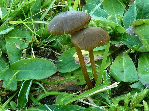 závojenka krkavčí - Hodvábnica krkavčia Entoloma corvinum  (Kühner) Noordel.