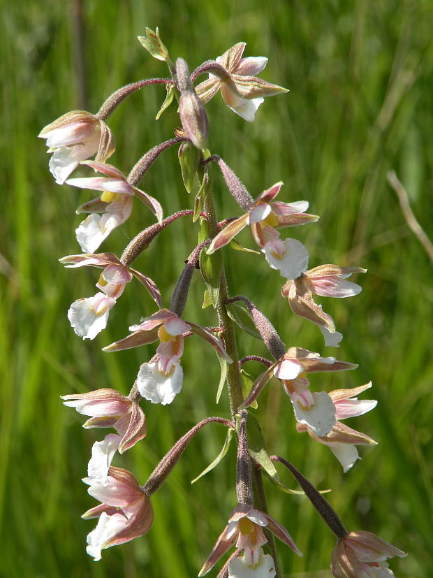 kruštík močiarny Epipactis palustris (L.) Crantz