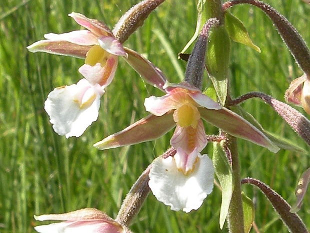 kruštík močiarny Epipactis palustris (L.) Crantz