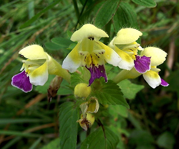 konopnica úhľadná Galeopsis speciosa Mill.