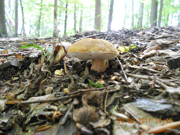 hríbnik gaštanovohnedý Gyroporus castaneus (Bull.) Quél.