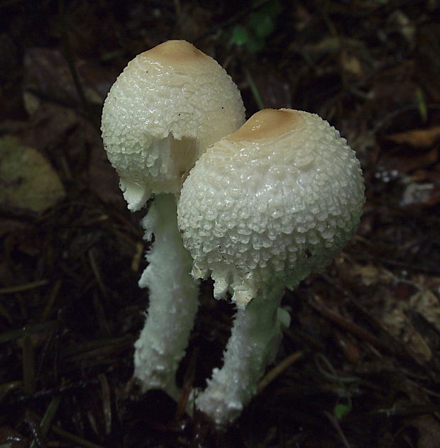 bedlička vlnatá Lepiota clypeolaria (Bull.) P. Kumm.