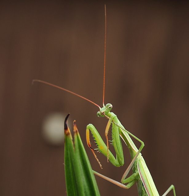 modlivka zelená Mantis religiosa