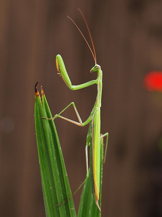 modlivka zelená Mantis religiosa