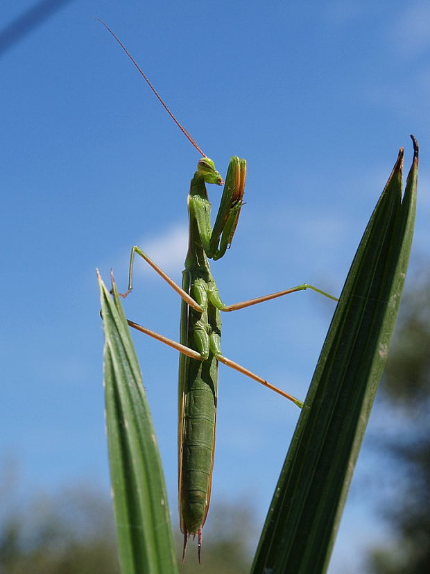 modlivka zelená Mantis religiosa