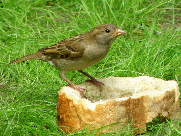 vrabec domový - samička Passer domesticus