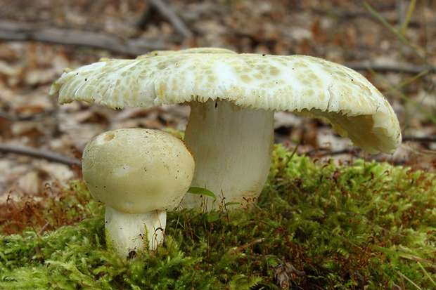 plávka zelenkastá Russula virescens (Schaeff.) Fr.