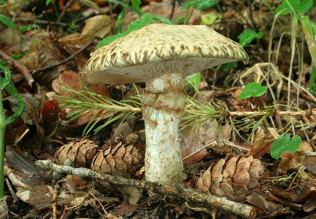 masliak lepkavý Suillus viscidus (L.) Roussel