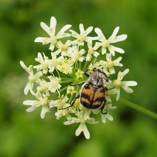 chlpáčik skvrnitý  Trichius fasciatus Linnaeus, 1758