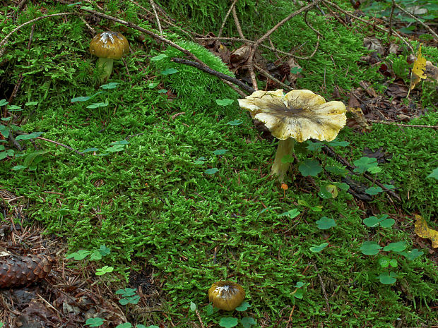 čírovka olivovohnedá Tricholoma viridilutescens M.M. Moser