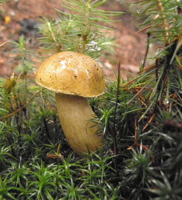 podhríb žlčový Tylopilus felleus (Bull.) P. Karst.