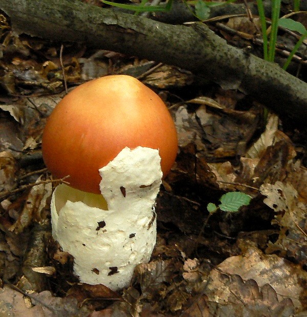 muchotrávka cisárska Amanita caesarea (Scop.) Pers.