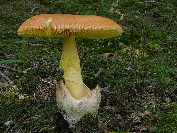 muchotrávka cisárska Amanita caesarea (Scop.) Pers.