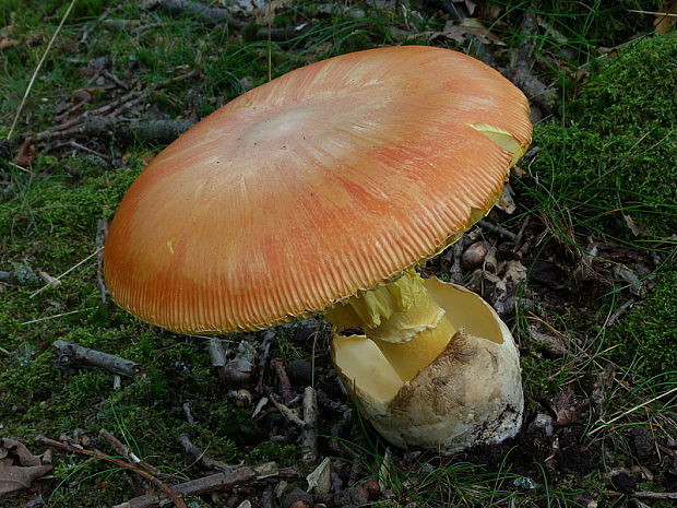 muchotrávka cisárska Amanita caesarea (Scop.) Pers.