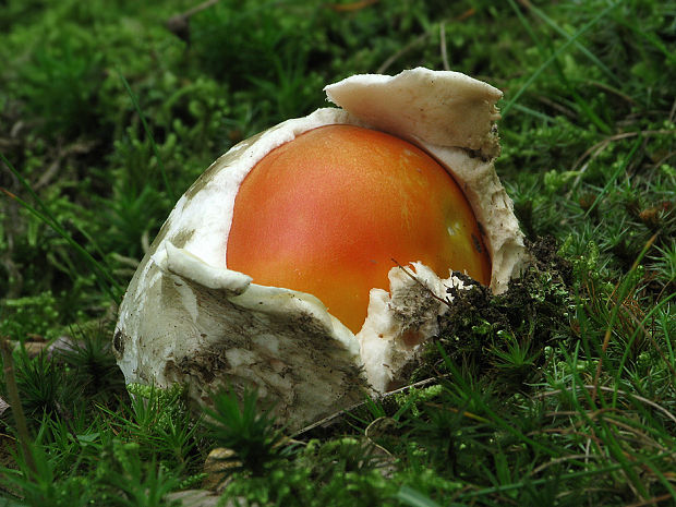 muchotrávka cisárska Amanita caesarea (Scop.) Pers.