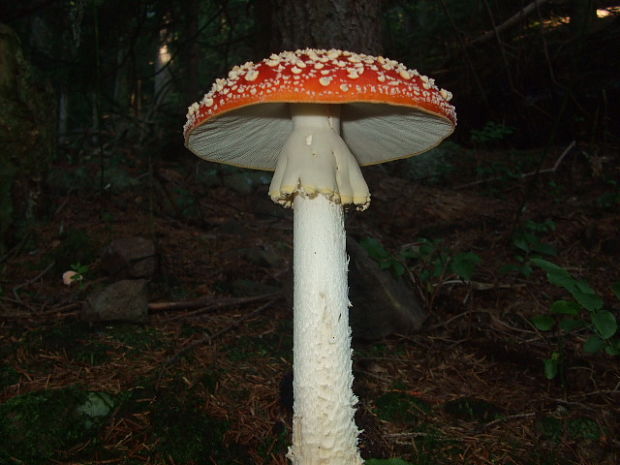 muchotrávka červená pekná Amanita muscaria var. formosa Pers.