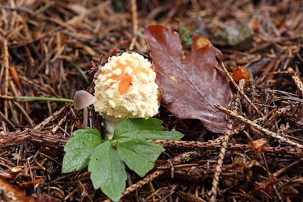 muchotrávka červená Amanita muscaria (L.) Lam.