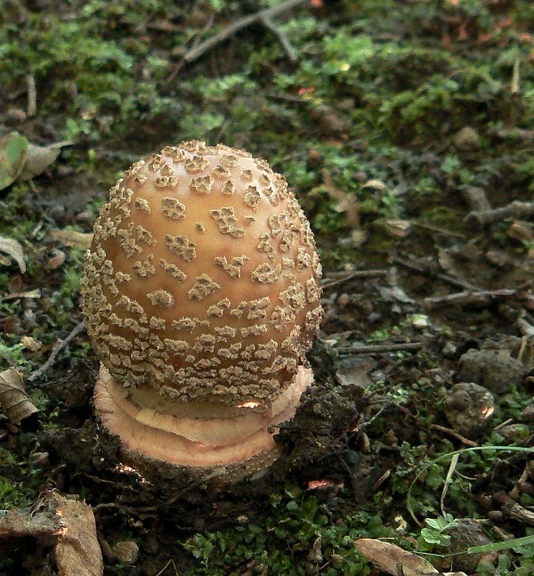 muchotrávka červenkastá Amanita rubescens Pers.