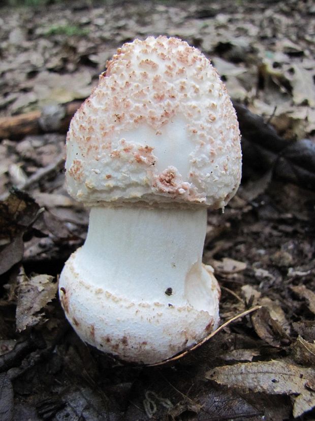 muchotrávka červenkastá Amanita rubescens Pers.