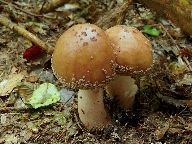 muchotrávka červenkastá Amanita rubescens Pers.