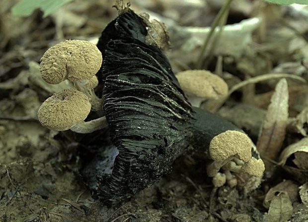 príživnica prášnicovitá Asterophora lycoperdoides (Bull.) Ditmar