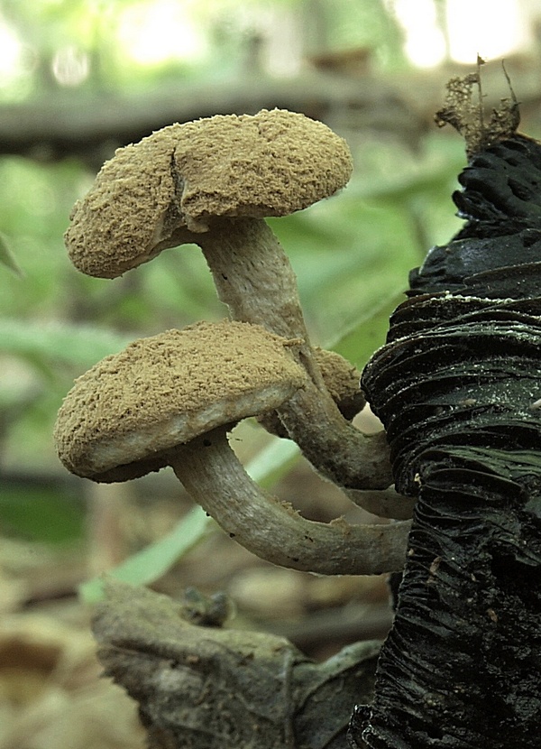 príživnica prášnicovitá Asterophora lycoperdoides (Bull.) Ditmar