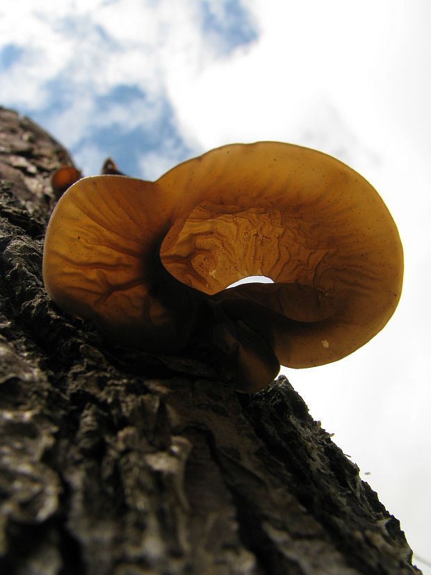 uchovec bazový Auricularia auricula-judae (Bull.) Quél.