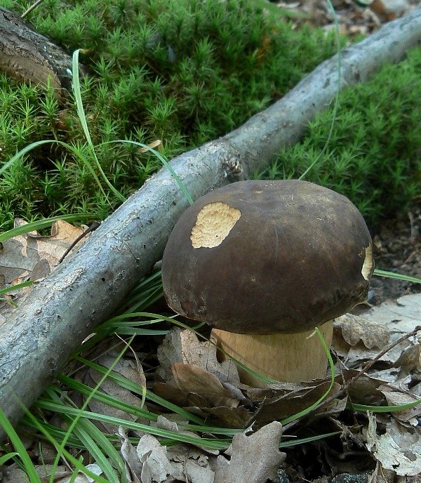 hríb bronzový Boletus aereus Bull. ex Fr.