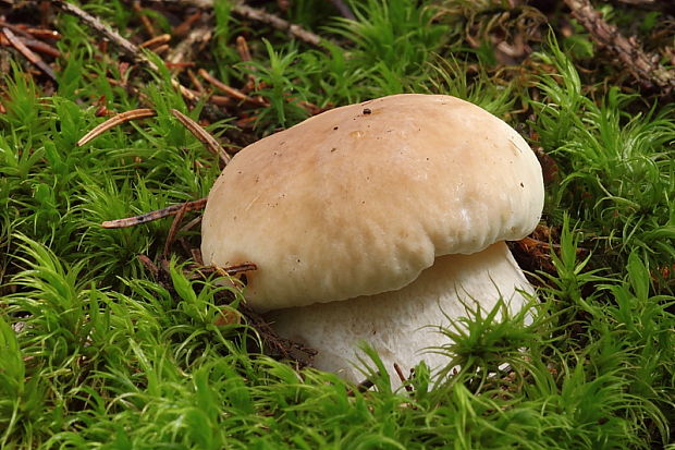 hríb smrekový Boletus edulis Bull.