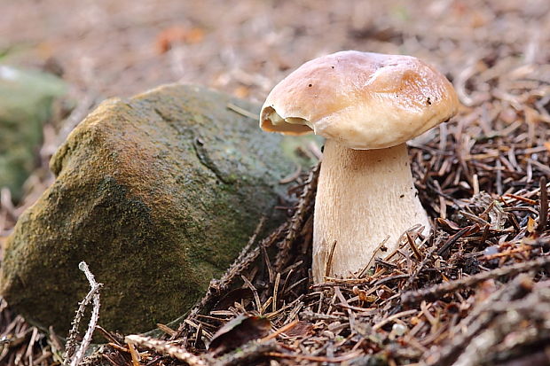 hríb smrekový Boletus edulis Bull.