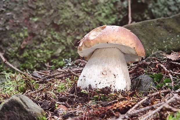 hríb smrekový Boletus edulis Bull.