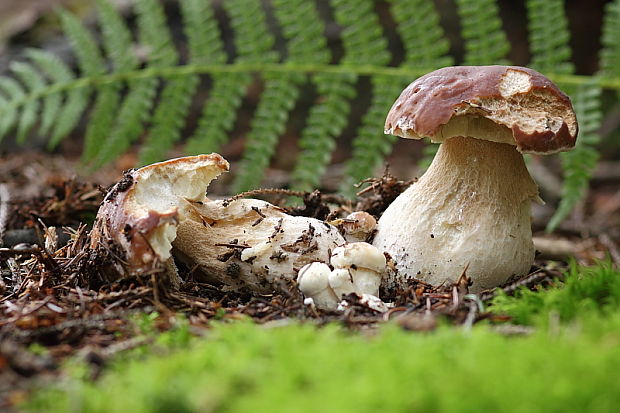 hríb smrekový Boletus edulis Bull.