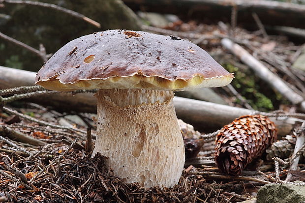 hríb smrekový Boletus edulis Bull.