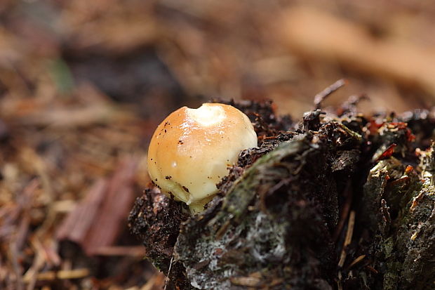 hríb smrekový Boletus edulis Bull.