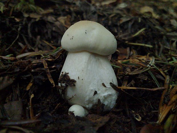 hríb smrekový Boletus edulis Bull.