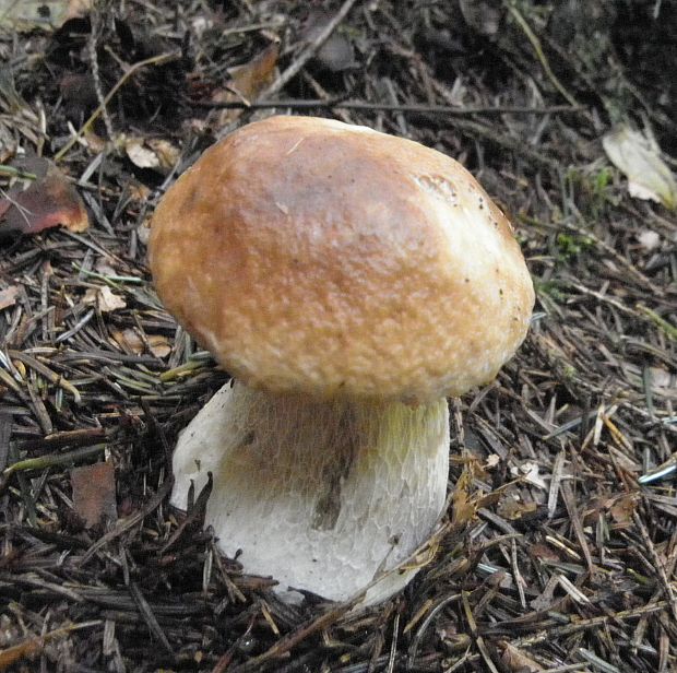 hríb smrekový Boletus edulis Bull.