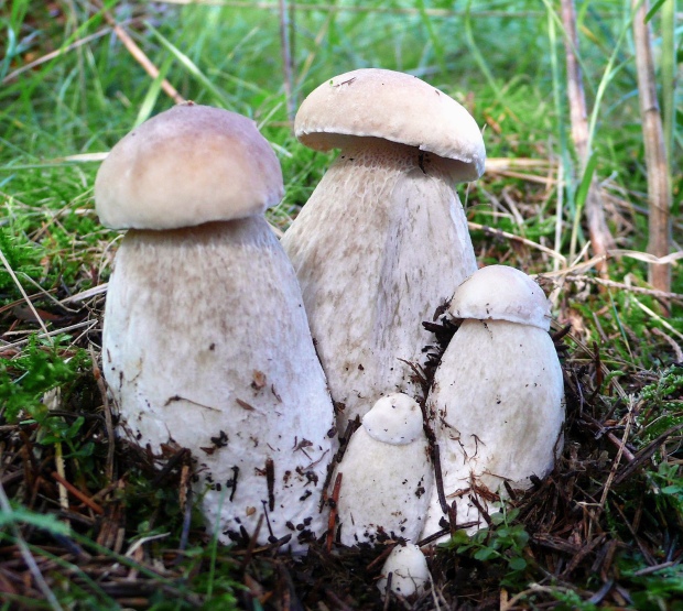 hríb smrekový Boletus edulis Bull.