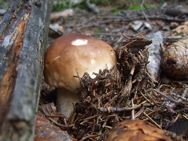 hríb smrekový Boletus edulis Bull.