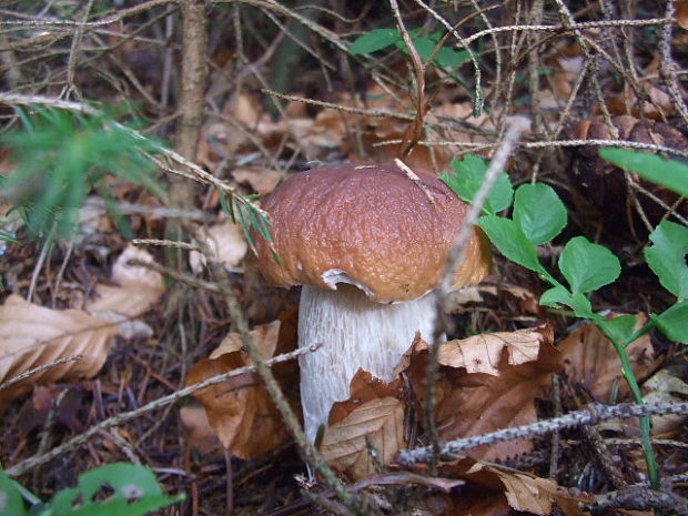 hríb smrekový Boletus edulis Bull.