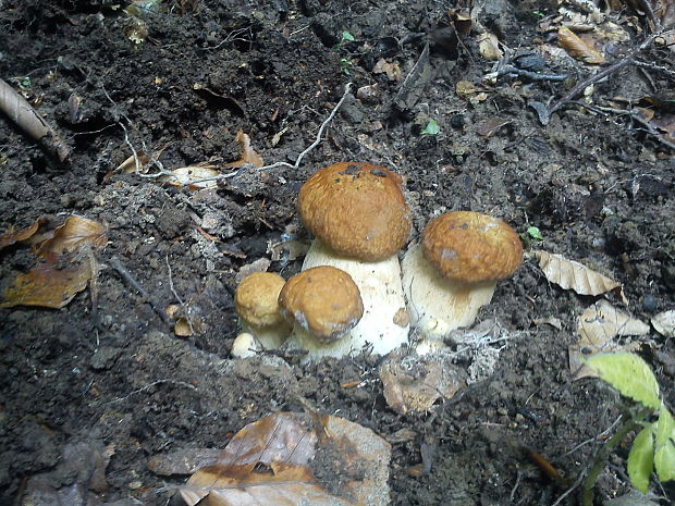 hríb dubový Boletus reticulatus Schaeff.