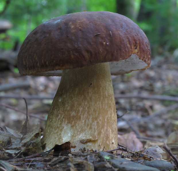 hríb dubový Boletus reticulatus Schaeff.