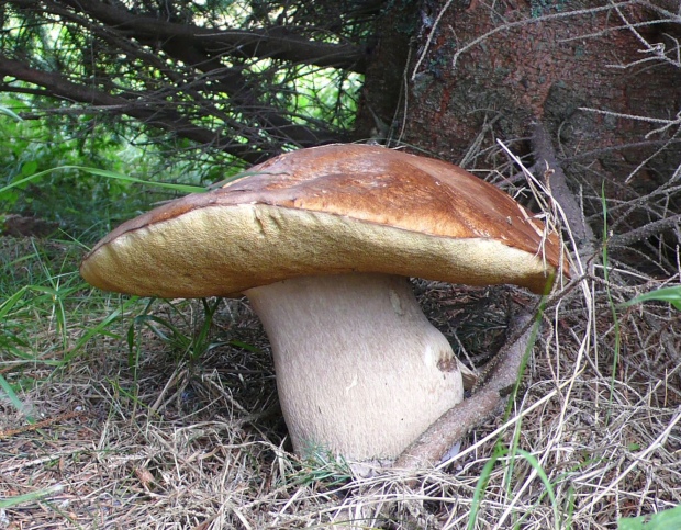 hríb dubový Boletus reticulatus Schaeff.