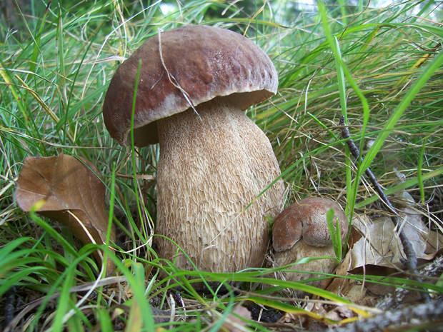 hríb dubový Boletus reticulatus Schaeff.