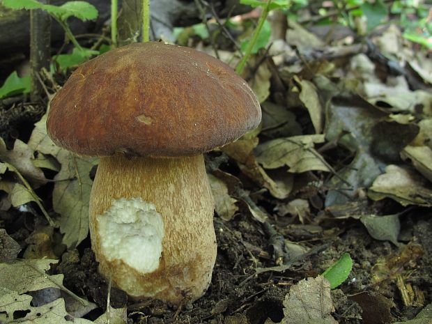 hríb dubový Boletus reticulatus Schaeff.