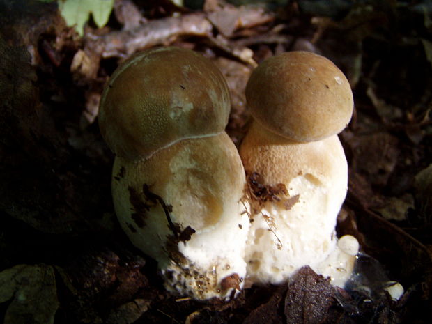 hríb dubový Boletus reticulatus Schaeff.