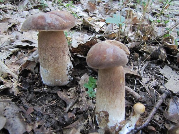 hríb dubový Boletus reticulatus Schaeff.