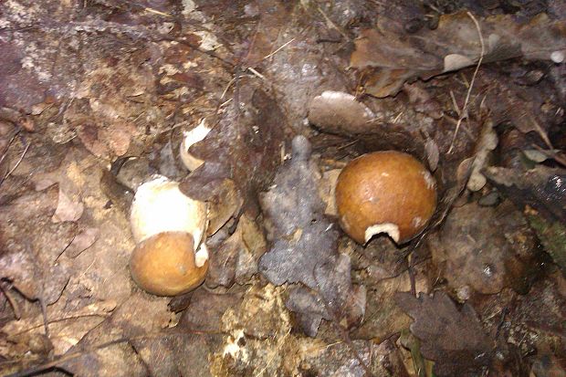 hríb dubový Boletus reticulatus Schaeff.