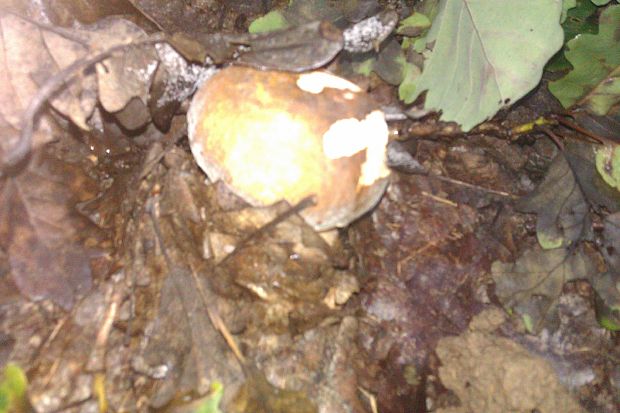 hríb dubový Boletus reticulatus Schaeff.